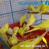 Burung Parkit Mata Merah Betina7 Jpg Photo By Yudi 321 Photobucket