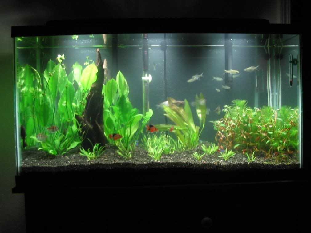 Eclipse 37 gallon. Is it enough light for plants? - Page 2 - General ...