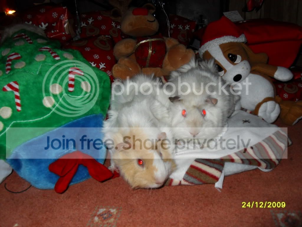 SDC11184.jpg