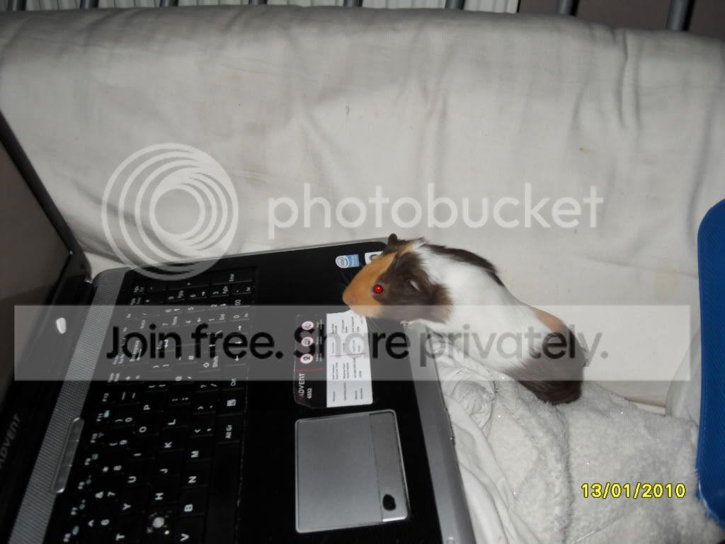 SDC11436.jpg