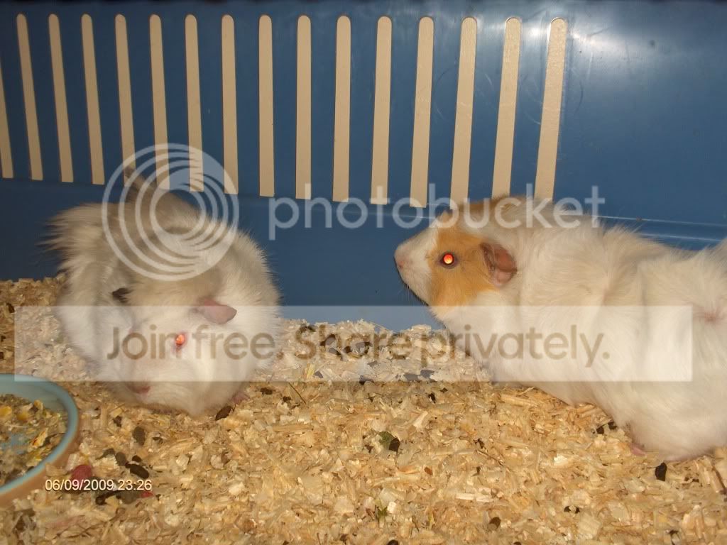 snowballandmarsh.jpg
