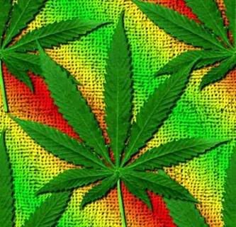 pot plants Pictures, Images and Photos